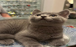 Russian Blue cats for sale: Russian blue kittens 2 males 2 females ready now.  - Image 1