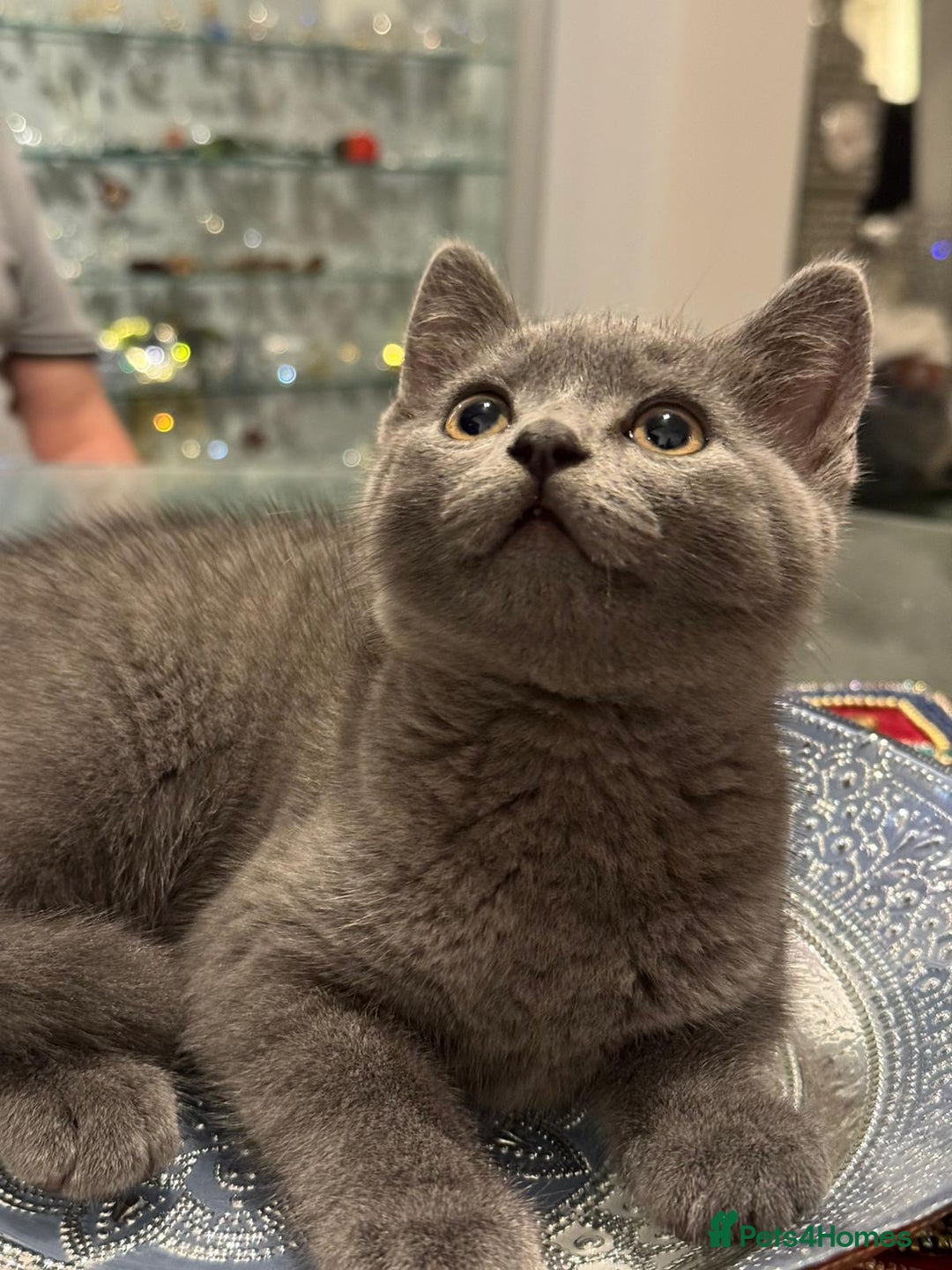 Russian Blue cats for sale: Russian blue kittens 2 males 2 females ready now.  - Image 1