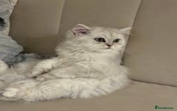 Persian cats for sale: Princess LOLA 💞 - Image 3