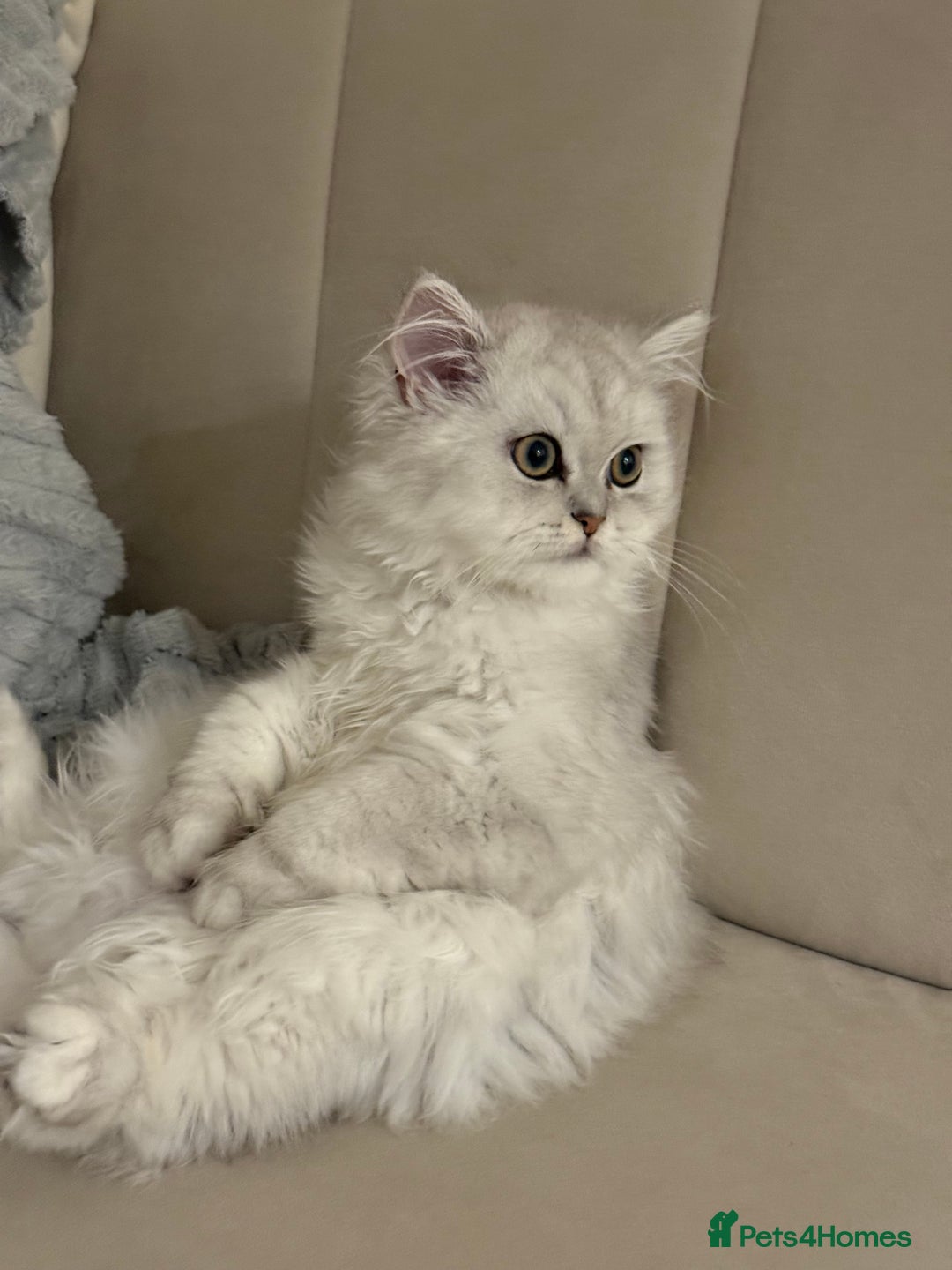 Persian cats for sale: Princess LOLA 💞 - Image 3