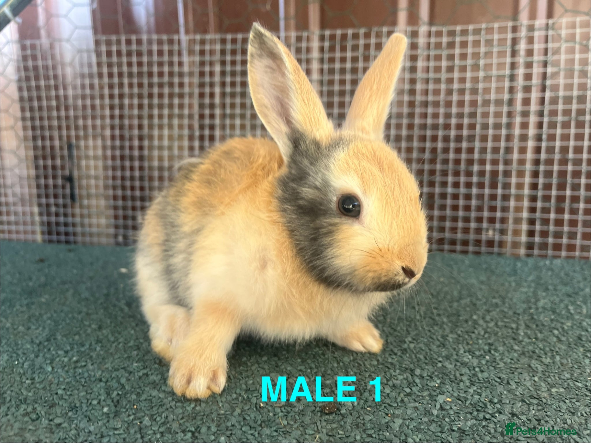 Mixed Breed rabbits Mixed baby rabbits - Advert 1