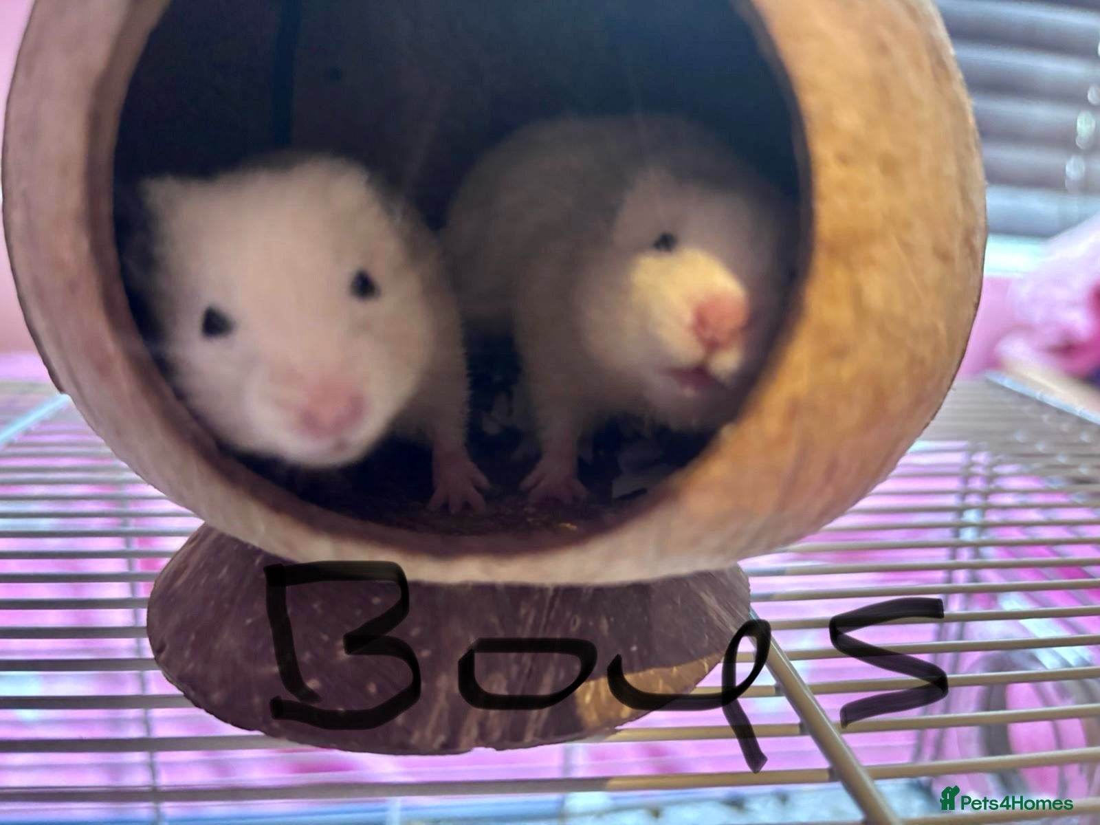 Hamster rodents Baby Syrian Hamsters - Advert 1