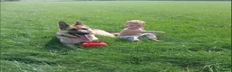 German Shepherd dogs for sale: 10 stunning german shepherd pups. - Advert 8