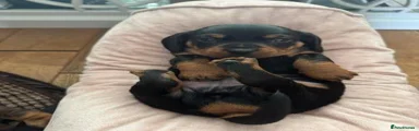 Miniature Dachshund Puppy 2