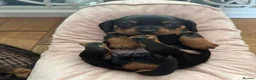 Miniature Dachshund dogs for sale: Miniature Dachshund Puppies in Preston - Advert 3