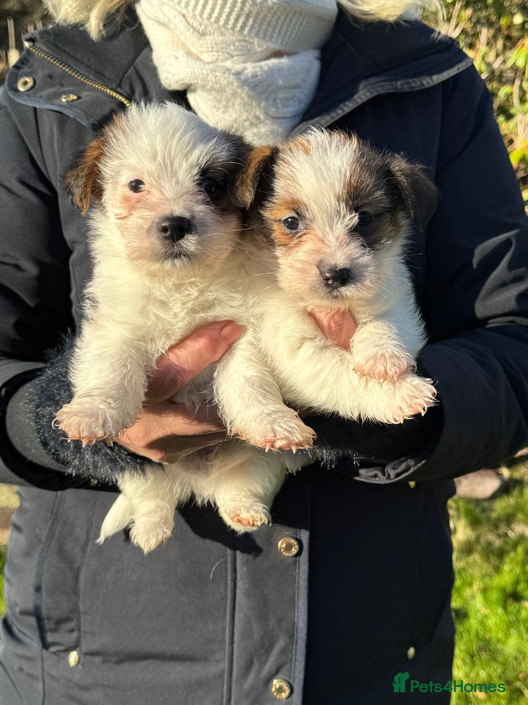 Jack Russell dogs for sale: KC registered rough coated JR pups - Advert 15