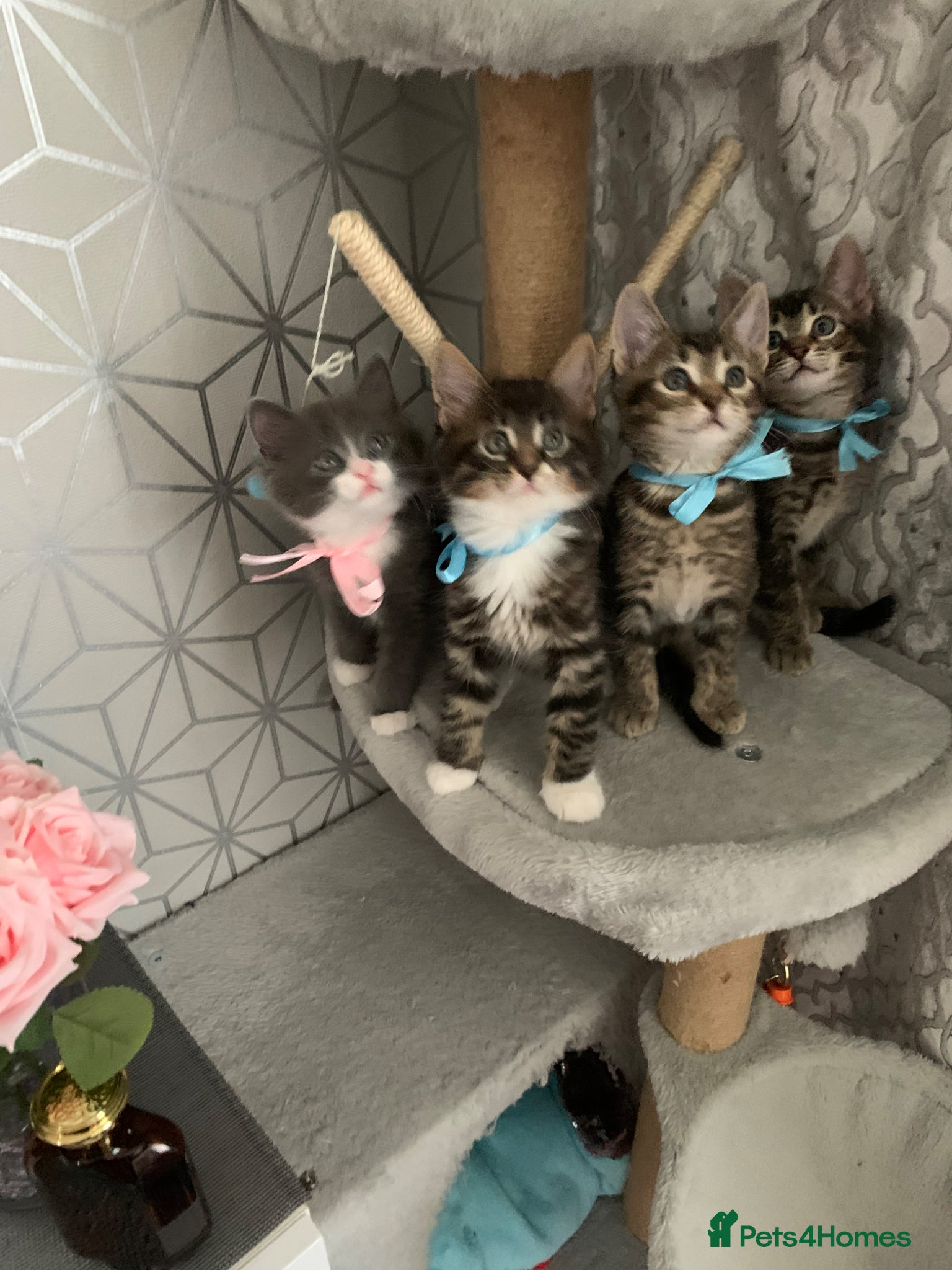 Mixed Breed cats Beautiful kittens looking for loving home. - Advert 1