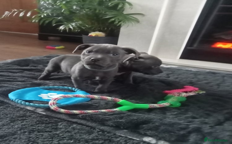Staffordshire Bull Terrier dogs - Advert 5