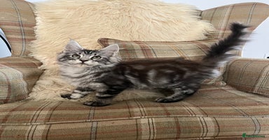 Maine Coon cats - Advert 14