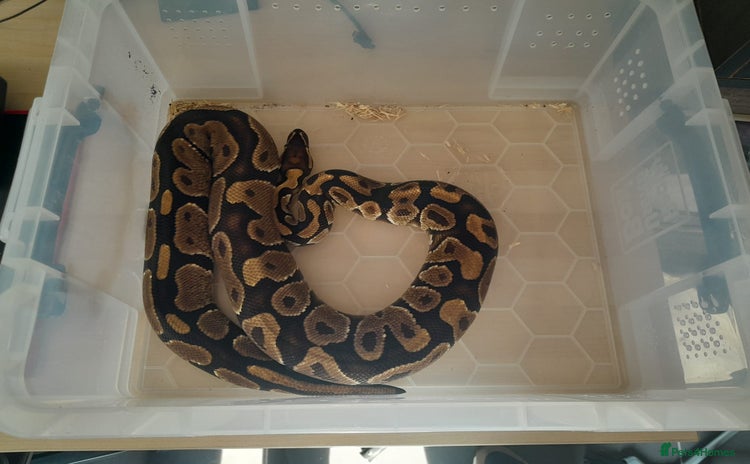 Python Snake reptiles - Advert 1