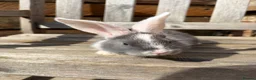 Continental Giant rabbits for sale: Various Continental Giant babies available  - Advert 5