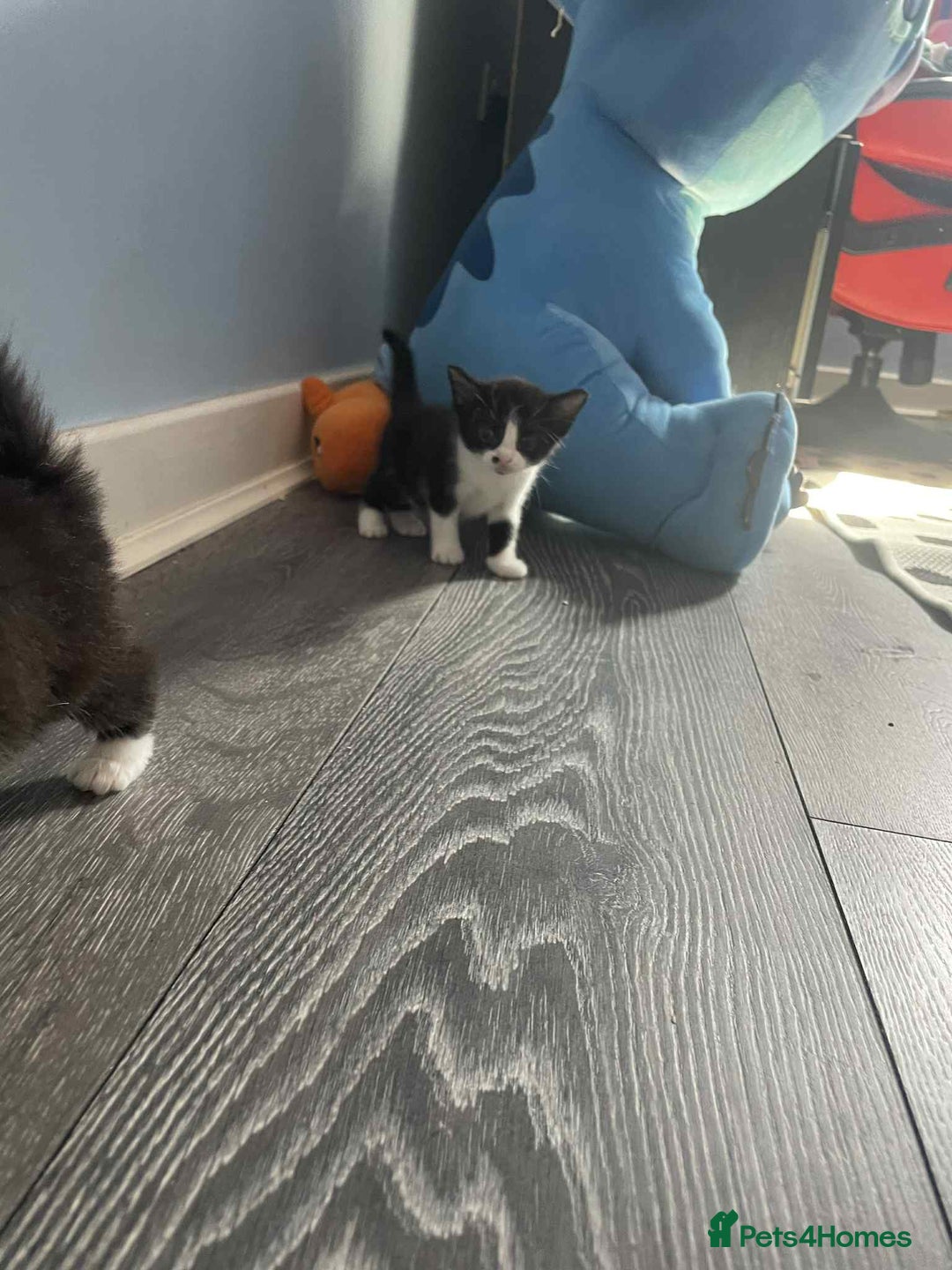 Maine Coon cats for sale: Kittens for sale  - Image 17
