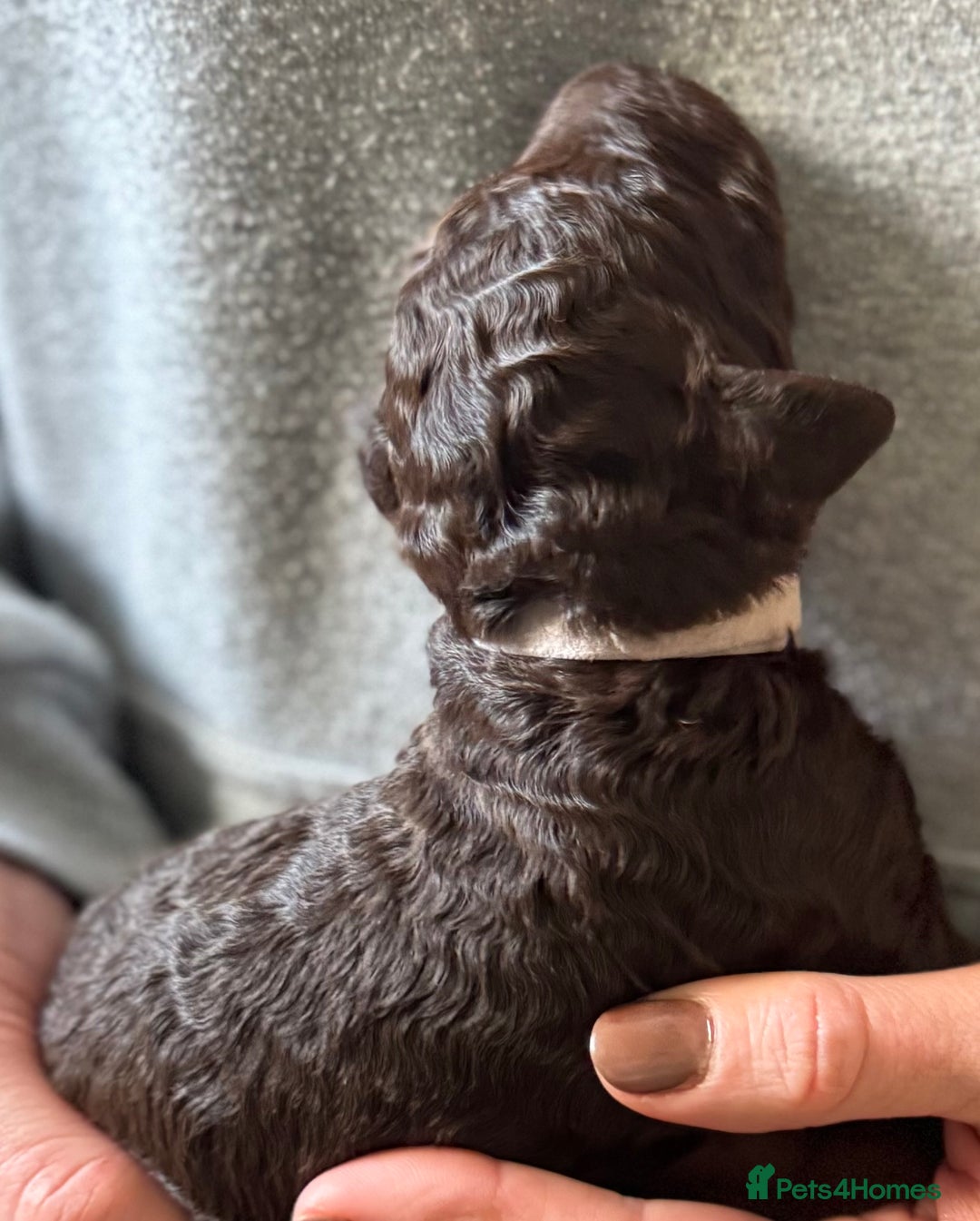 Standard Poodle dogs for sale: Wonderful standard poodle pup’s - Advert 6