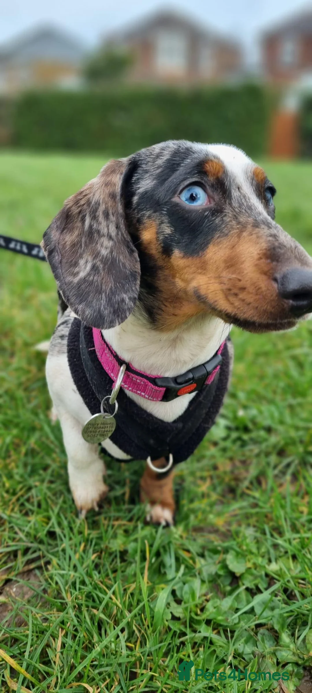 Miniature Dachshund dogs for adoption: Beautiful Dachshund For Adoption - Advert 2