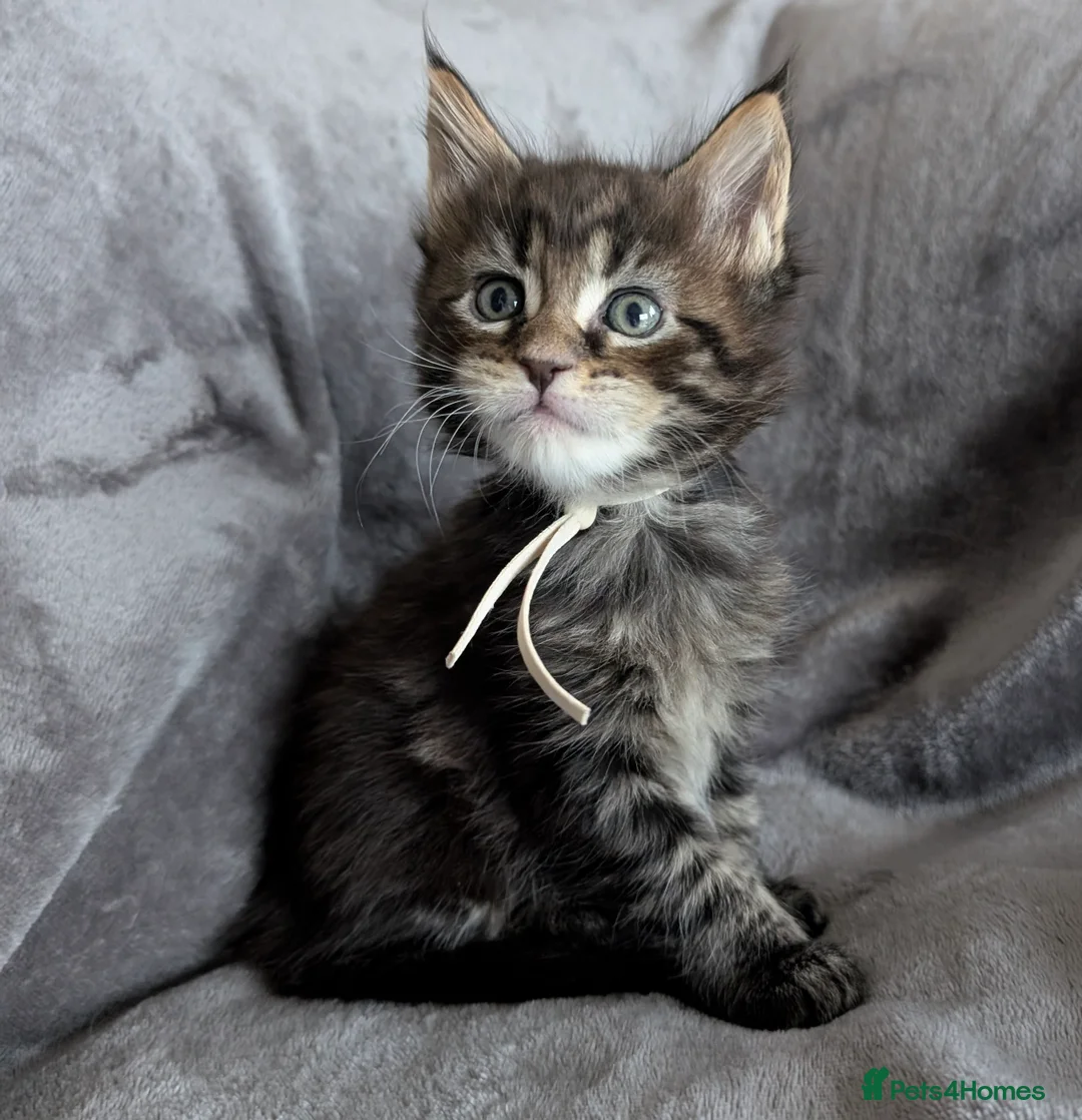 Maine Coon cats for sale: Chunky Maine Coons  - Advert 11