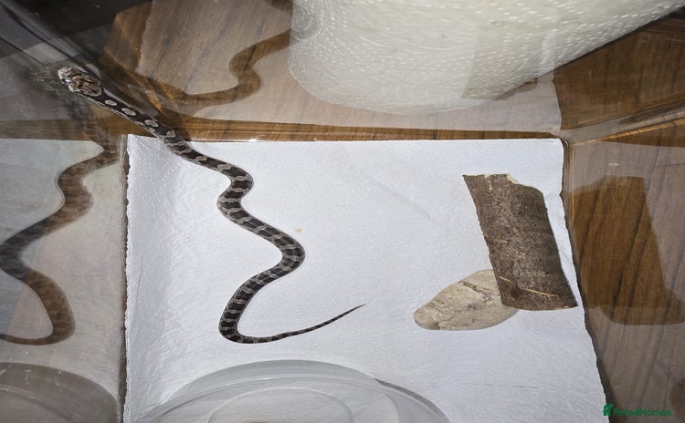 Corn Snake reptiles Baby cornsnakes and starter setups - Advert 4