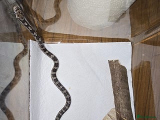 Corn Snake reptiles Baby cornsnakes and starter setups - Advert 17