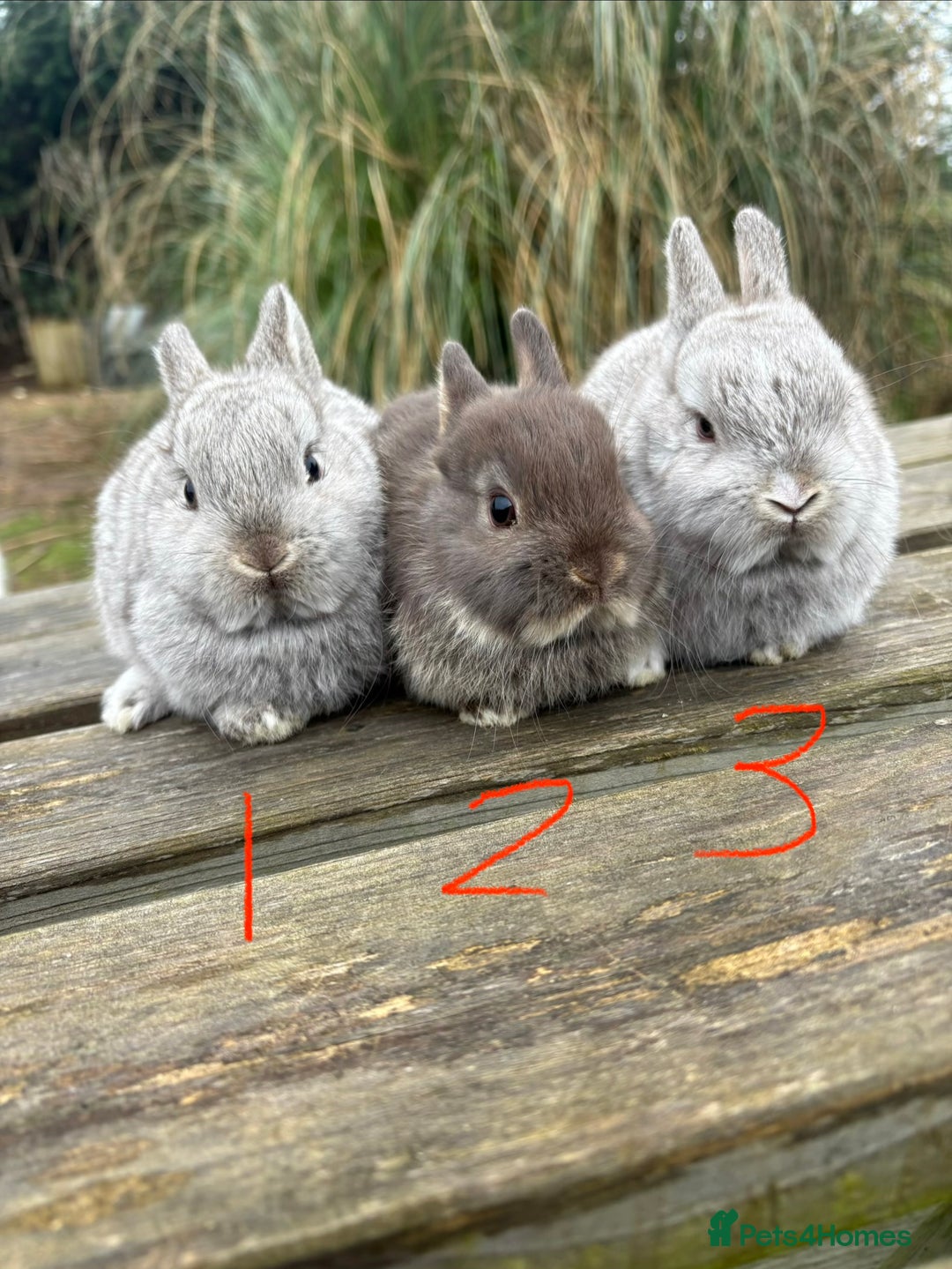 Netherland Dwarf rabbits for sale: Three beautiful Netherland dwarf babies  - Advert 2