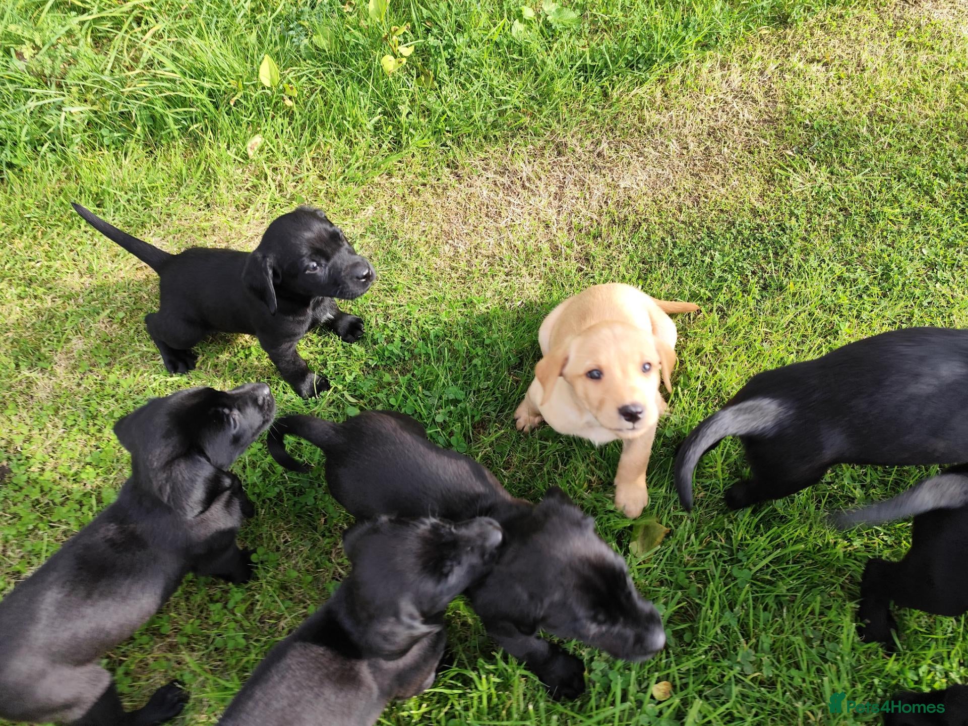 Labrador Retriever dogs Labrador pups  - Advert 9