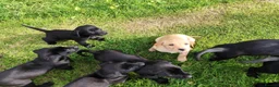 Labrador Retriever dogs for sale: Labrador pups  in Inverurie - Advert 7