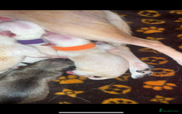 Pomchi dogs for sale: 🐾POMCHI PUPPIES🐾 - Image 11