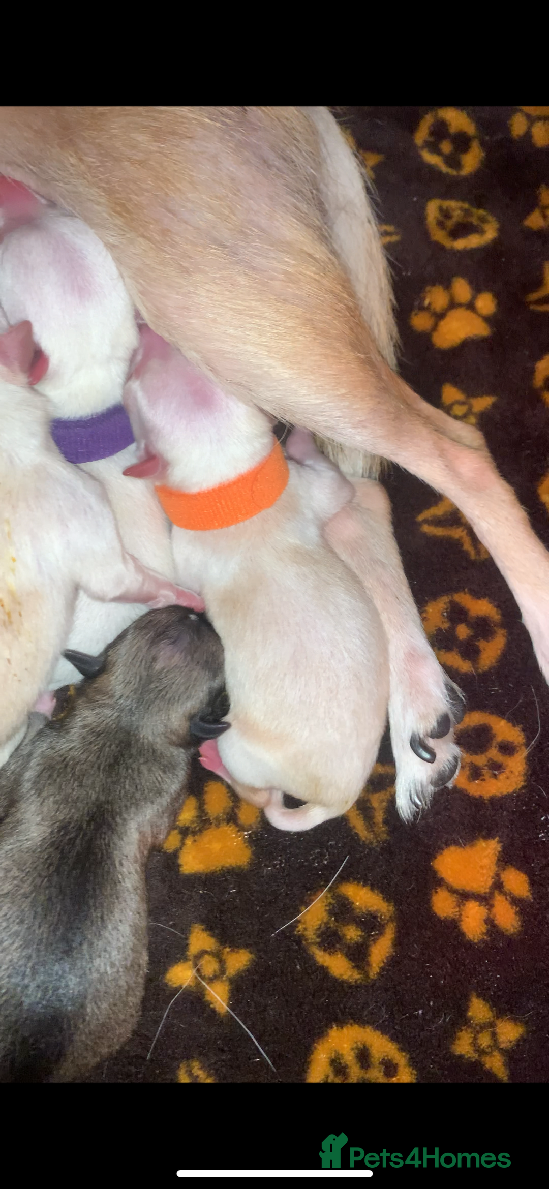 Pomchi dogs for sale: 🐾POMCHI PUPPIES🐾 - Image 11