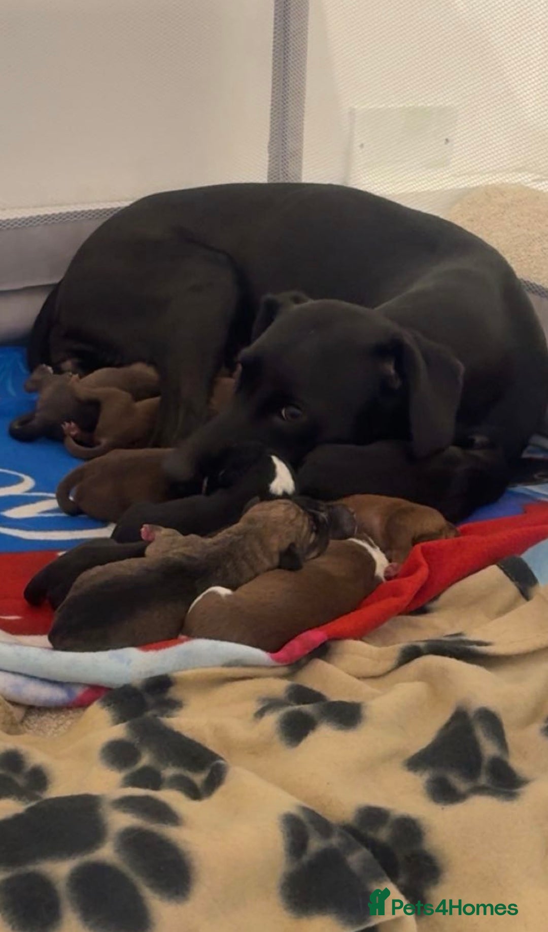 Borador dogs for sale: Border collie x lab puppies for sale  - Image 2
