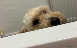 Cockapoo dogs for sale: Drew  - Image 5