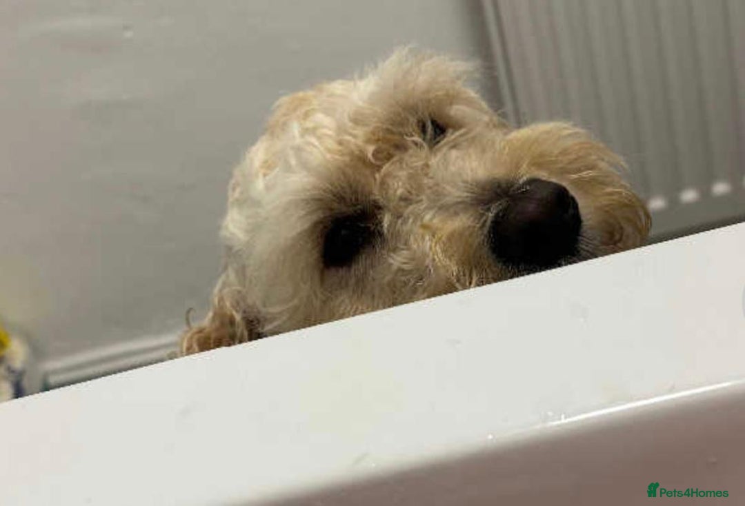 Cockapoo dogs for sale: Drew  - Image 5