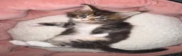 Maine Coon cats for sale: Beautiful Maine Coon Kittens - Advert 7
