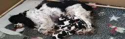 English Springer Spaniel dogs for sale: KC Registered Show Type English Springer Spaniels in Buntingford - Advert 2