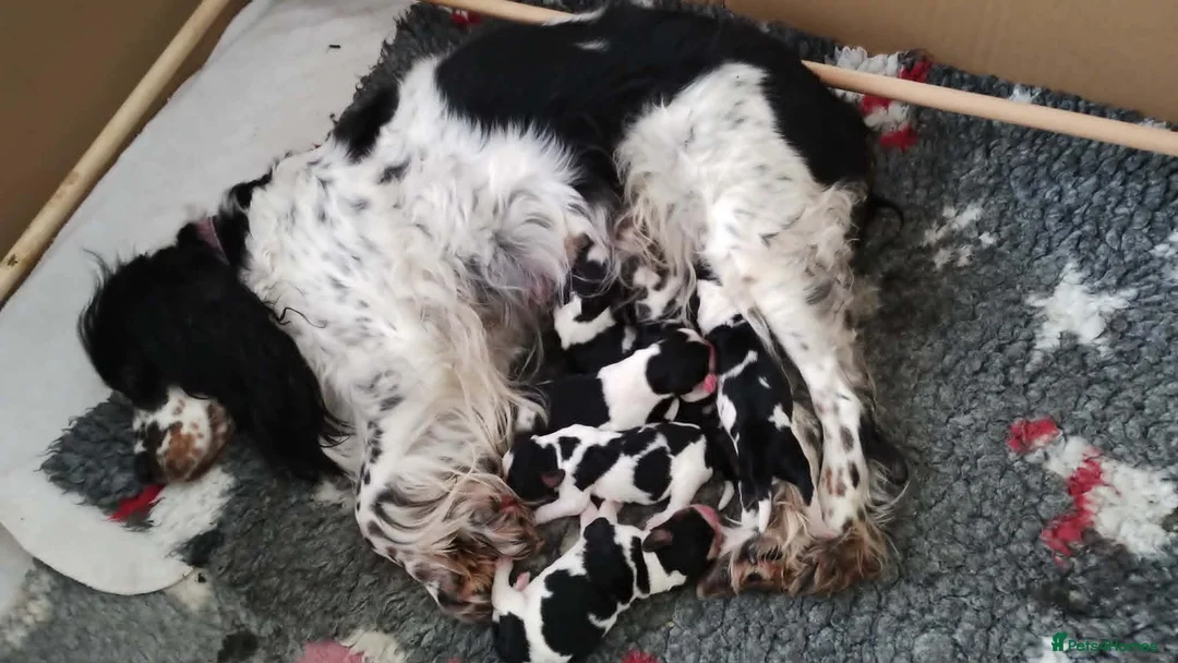 English Springer Spaniel dogs for sale: KC Registered Show Type English Springer Spaniels in Buntingford - Advert 2