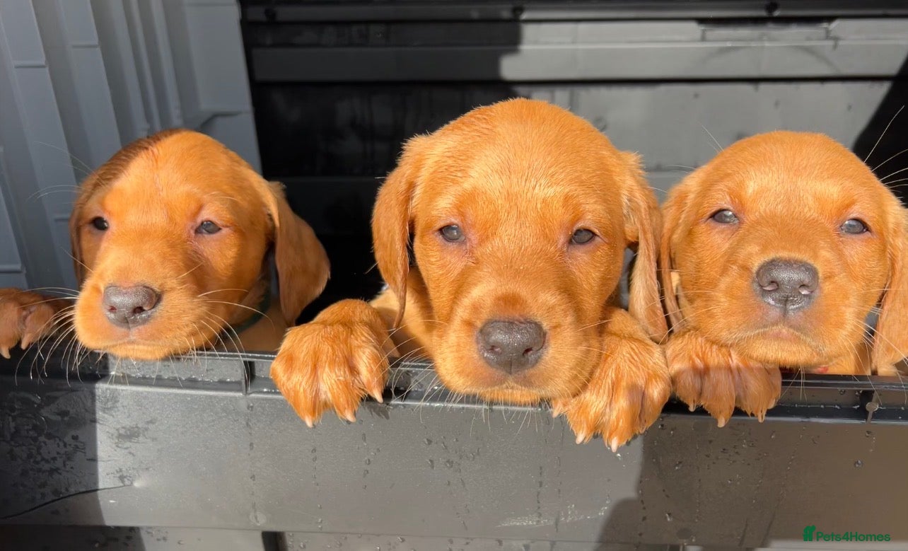 Labrador Retriever dogs KC FOX RED LABRADOR PUPS READY NEXT WEEK  - Advert 2