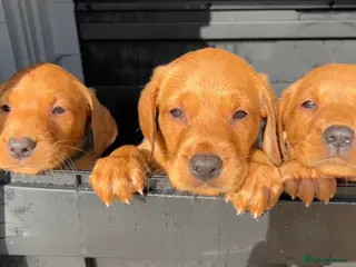 Labrador Retriever dogs KC FOX RED LABRADOR PUPS READY NEXT WEEK - Advert 2