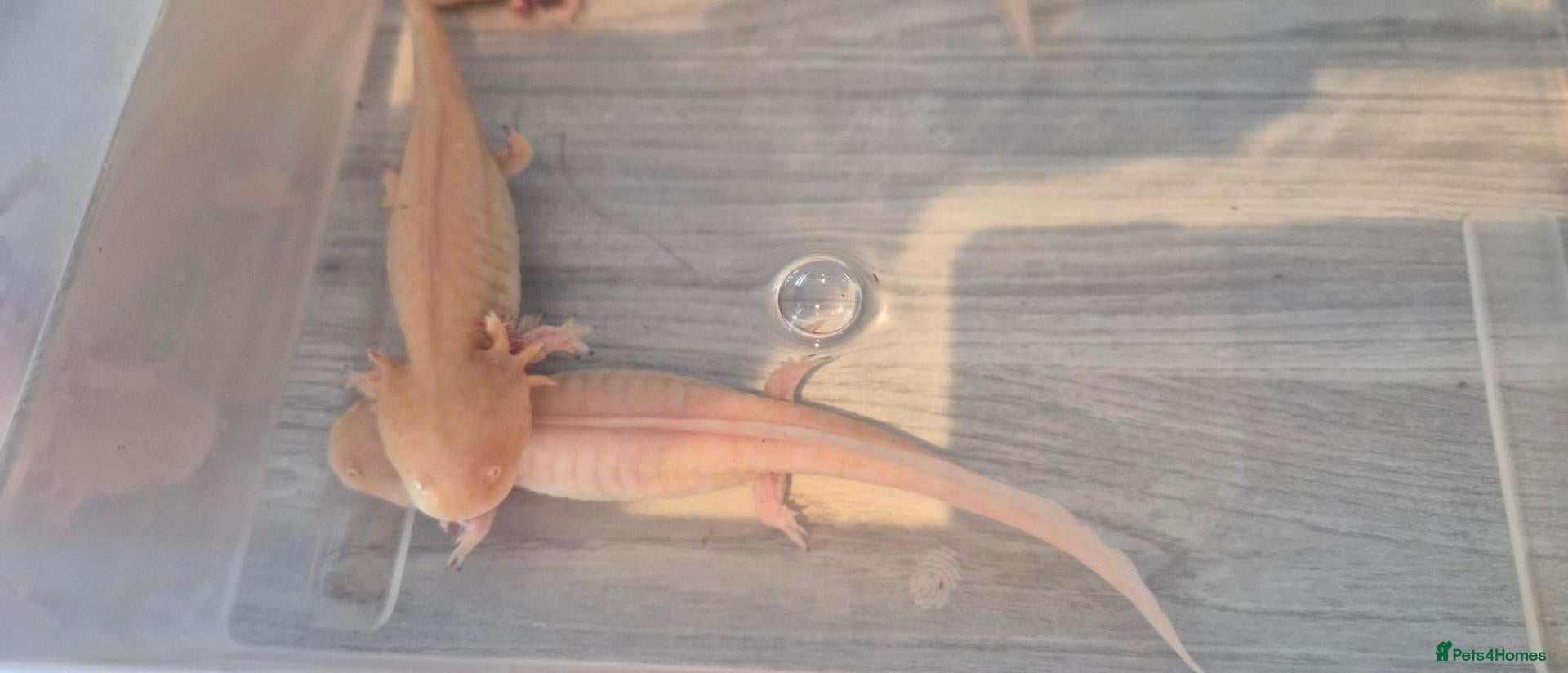 Axolotl reptiles Free Axolotls  - Advert 2