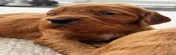 Cocker Spaniel dogs for sale: Outstanding Boys - Advert 13