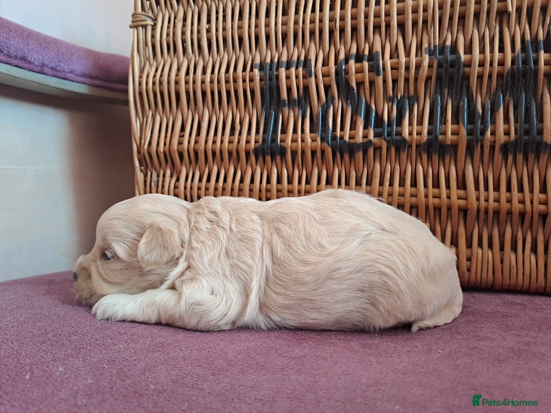 Maltipoo dogs for sale: Kc, Asian size, F1 female - Image 1