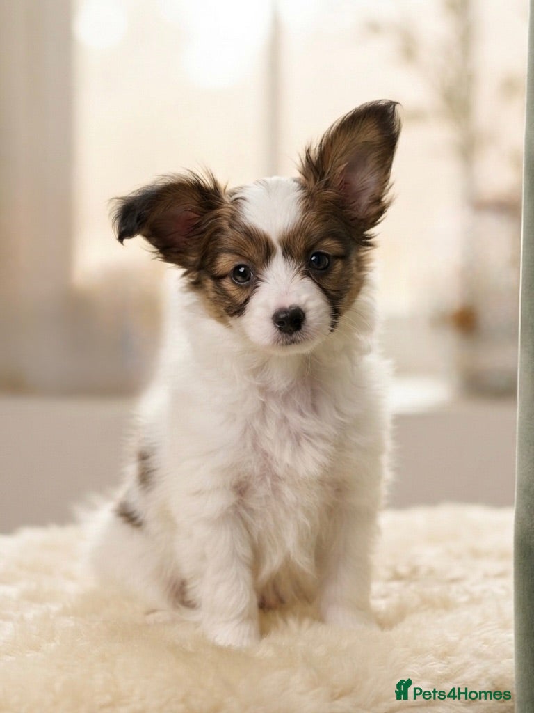 Papillon dogs ONE BOY LEFT! Champion Line KC Registered Puppies - Advert 1