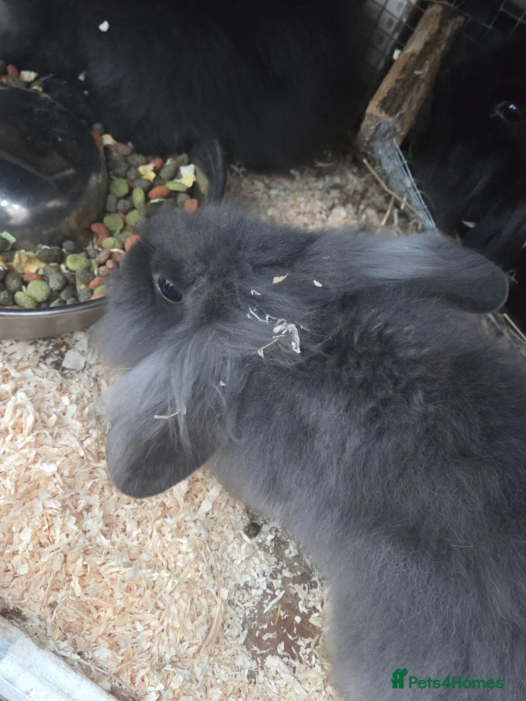 Mixed Breed rabbits for sale: Rabbits male in Basildon - Advert 3