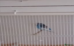 Budgerigars birds for sale: Budgies  - Advert 2