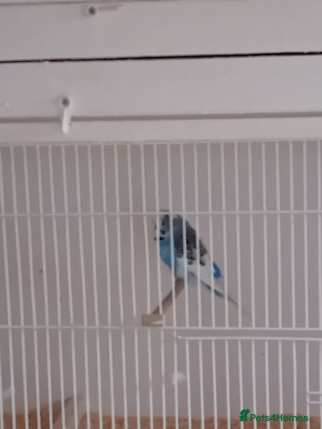 Budgerigars birds for sale: Budgies  - Advert 2