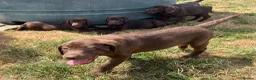 Labrador Retriever dogs for sale: ⭐️ READY NOW KC Chocolate Lab Puppies ⭐️ - Advert 7