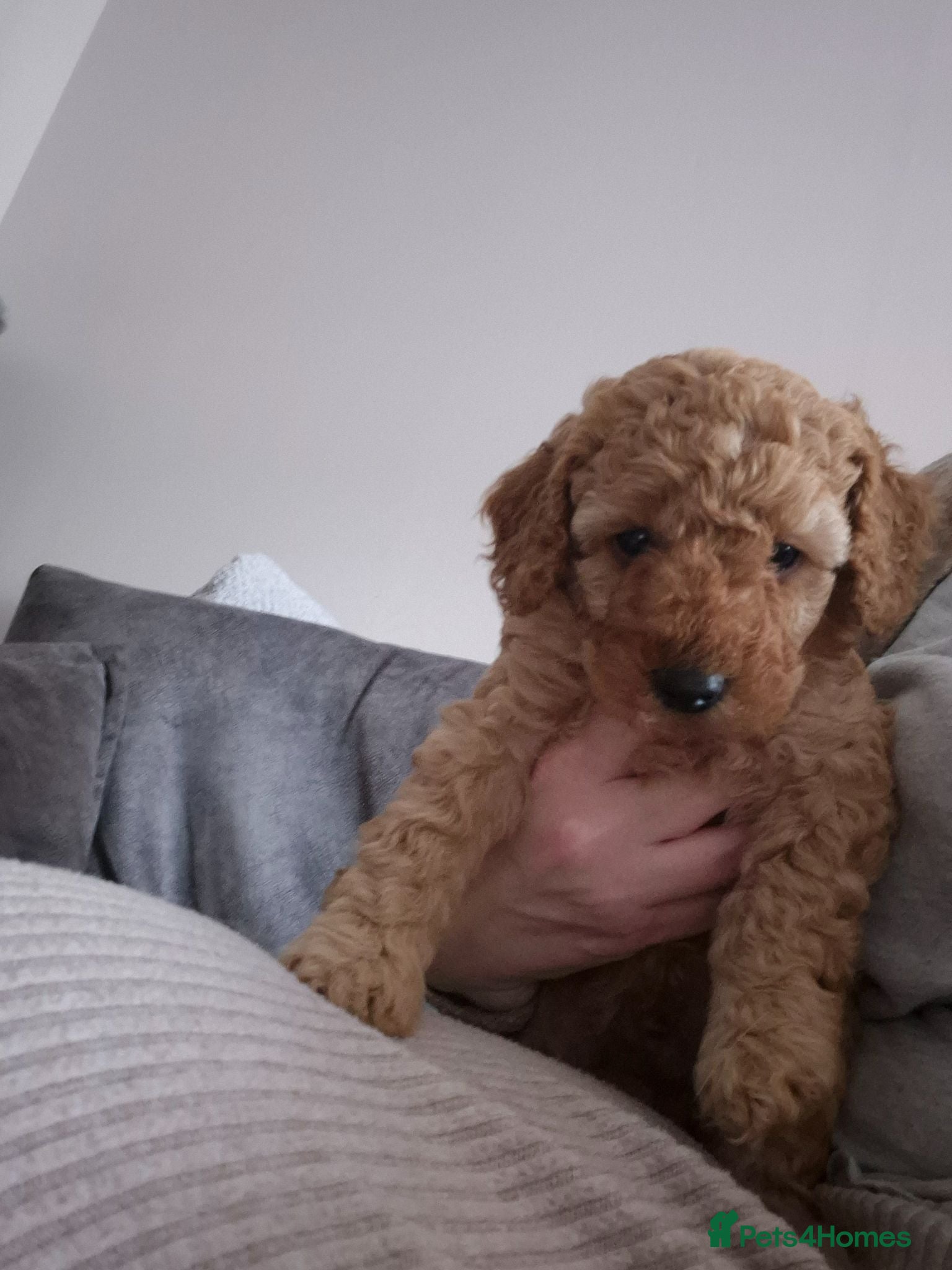 Miniature Poodle dogs KC Reg Apricot Miniature Poodle - Advert 2