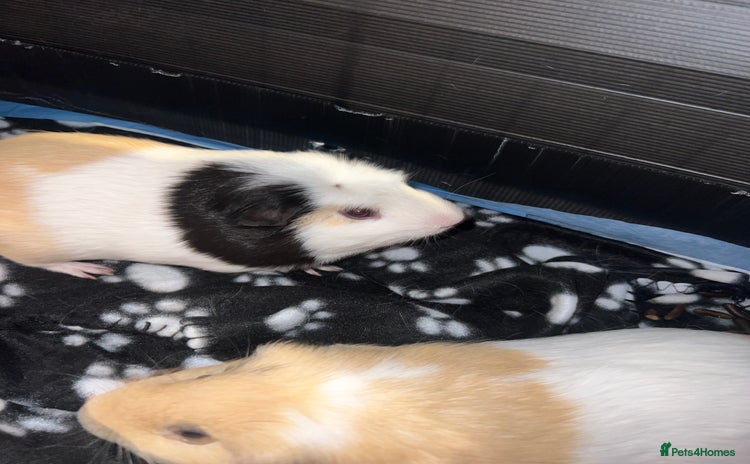 Guinea Pig rodents - Advert 1