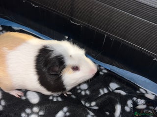 Guinea Pig rodents - Advert 13