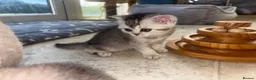 British Shorthair cats for sale: 🌟GCCF British short hair Silver chinchilla boys - Advert 8