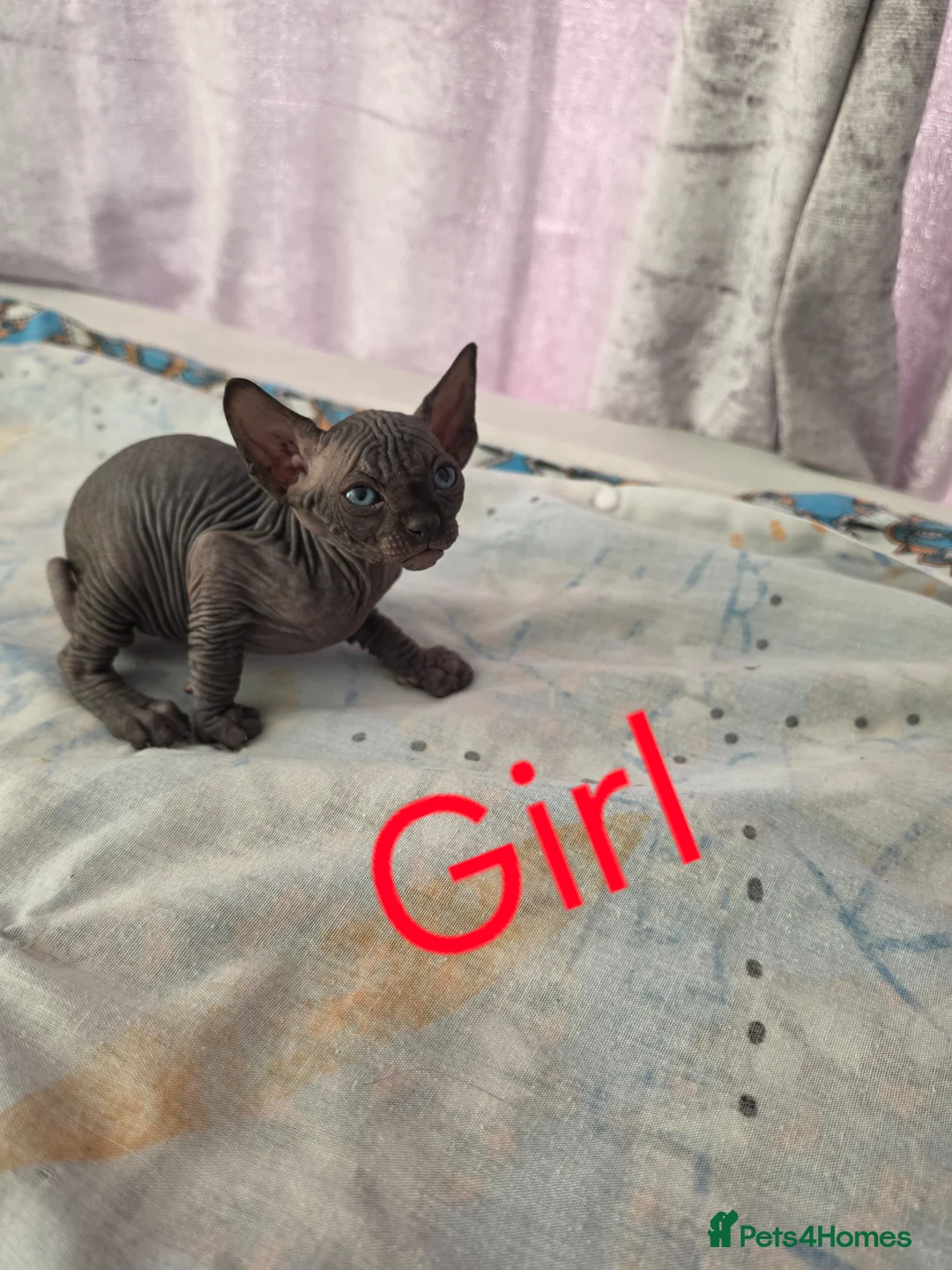 Sphynx cats for sale: Beautiful kittens😍😍😍 - Advert 12