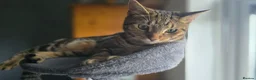 Mixed Breed cats for sale: Beautiful tabby - mixed bengal cat - Advert 13