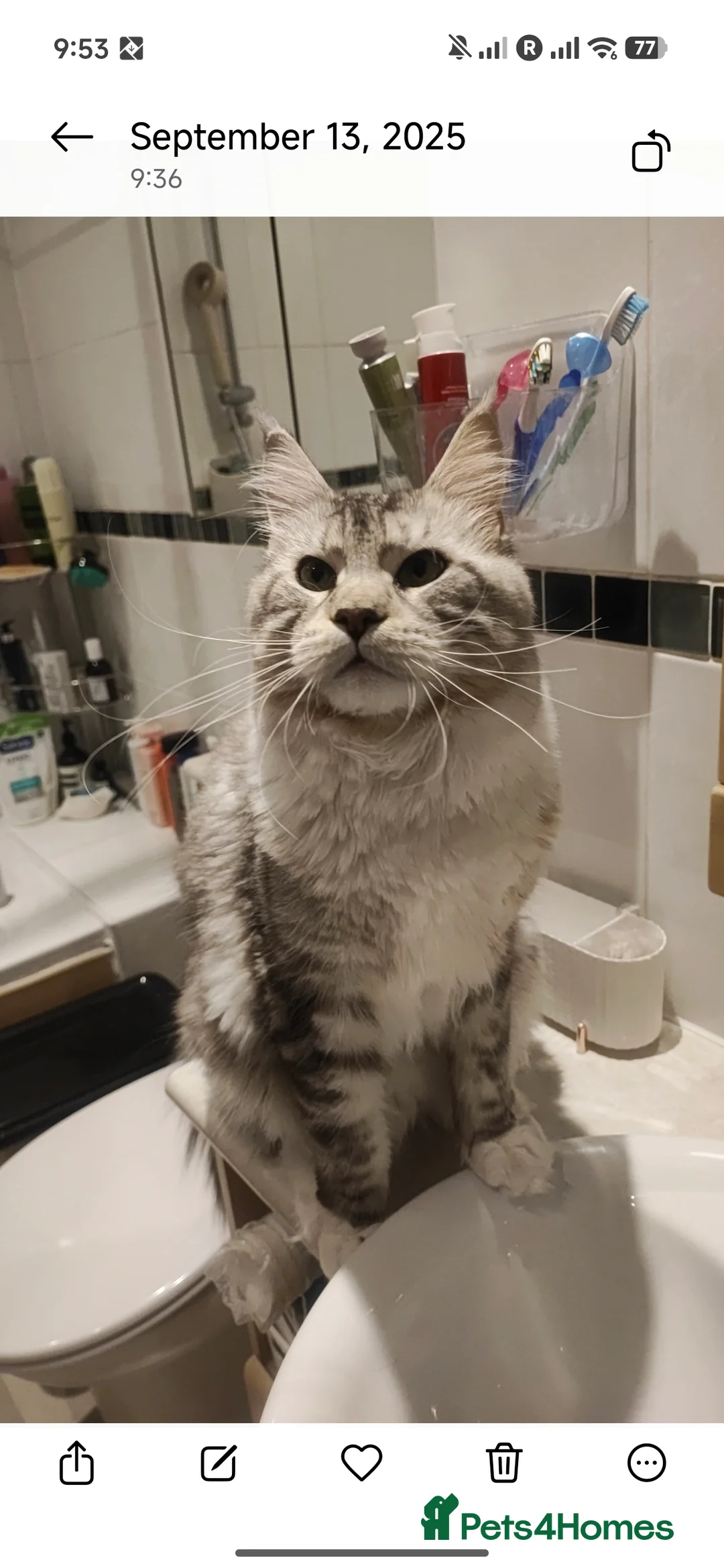 Maine Coon cats for stud: Oscar - Gentle Giant. - Advert 2