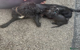 Cocker Spaniel dogs for sale: Gorgeous spaniel puppy’s   - Image 10